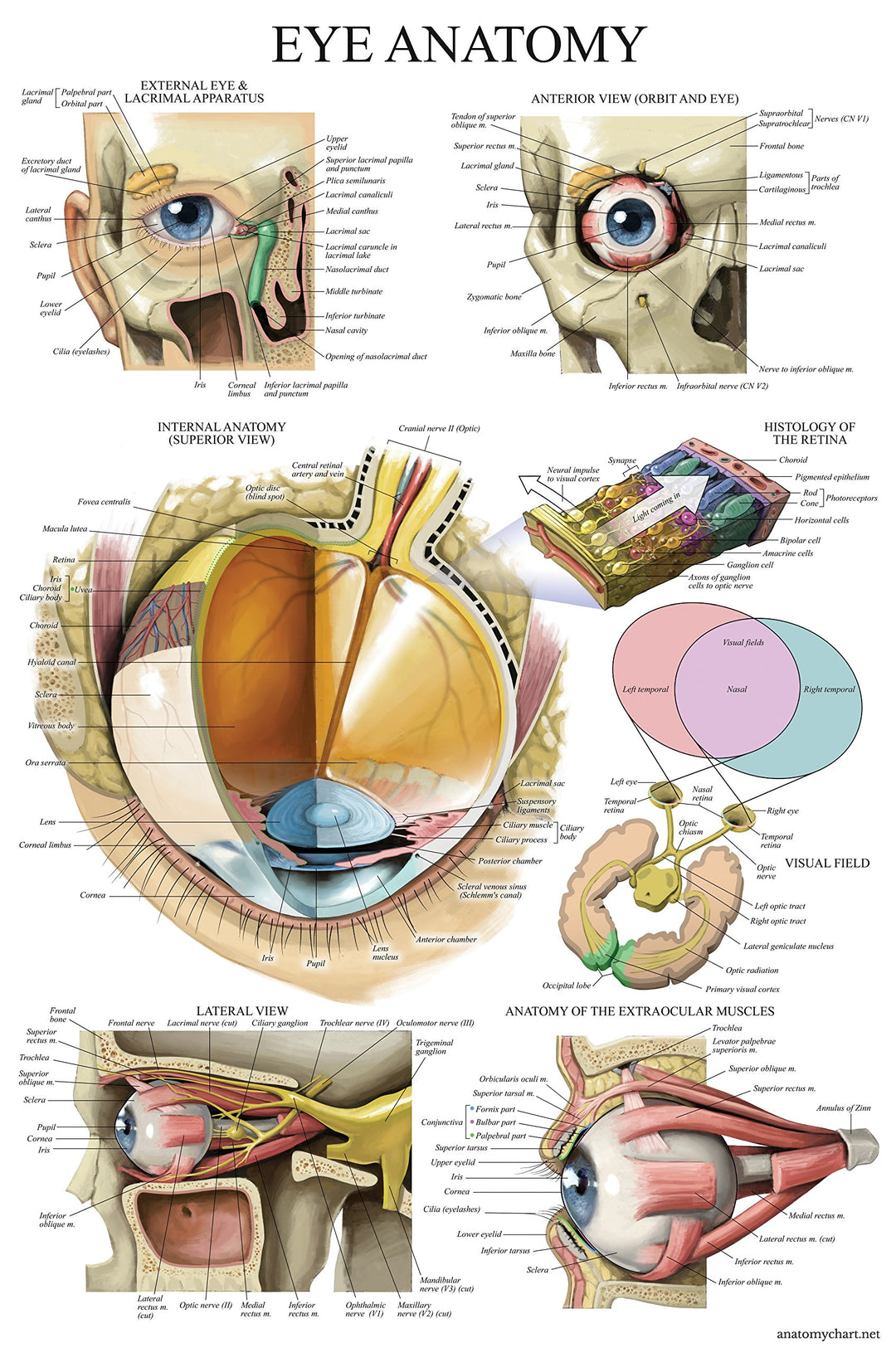 LAMINATED Eye Anatomical Poster - Human Eye Anatomy Chart - 18 x 27
