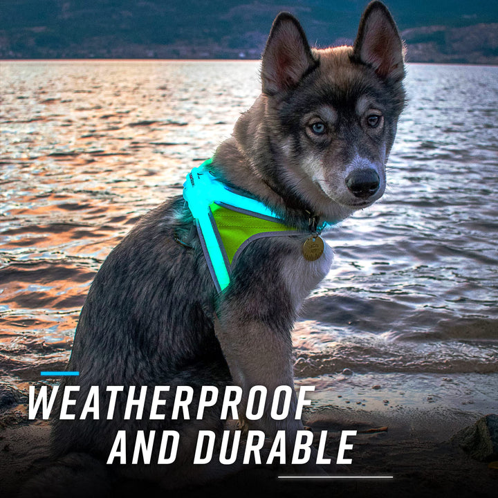 Noxgear LightHound – Revolutionary Illuminated and Reflective Harness for Dogs Including Multicolored LED Fiber Optics (USB Rechargeable, Adjustable, Lightweight, Rainproof) (Large)