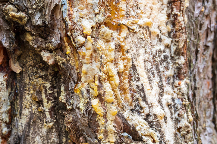 Georgia Premium Pine Rosin 1lb - Tree Resin for Making Beeswax Food Wraps, Natural Hand Grip Enhancer Baseball, Softball, Tennis, Rodeo and Rough Stock Bucking, Bull Riding