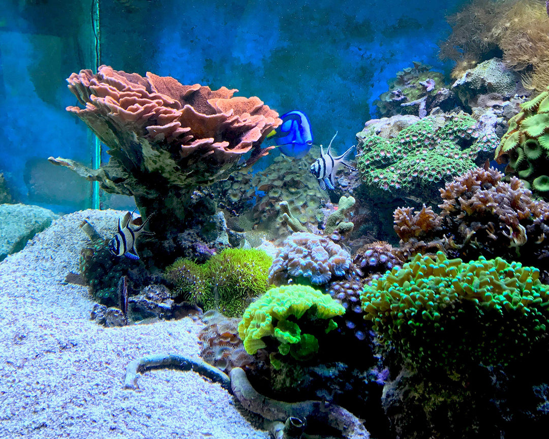 Reef Kalkwasser 500gram