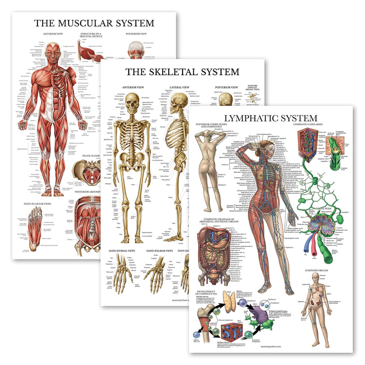 3 Pack - Muscle + Skeleton + Lymphatic System Anatomy Poster Set - Muscular and Skeletal System Anatomical Charts - Laminated - 18 x 24