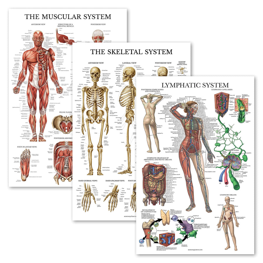 3 Pack - Muscle + Skeleton + Lymphatic System Anatomy Poster Set - Muscular and Skeletal System Anatomical Charts - Laminated - 18 x 24