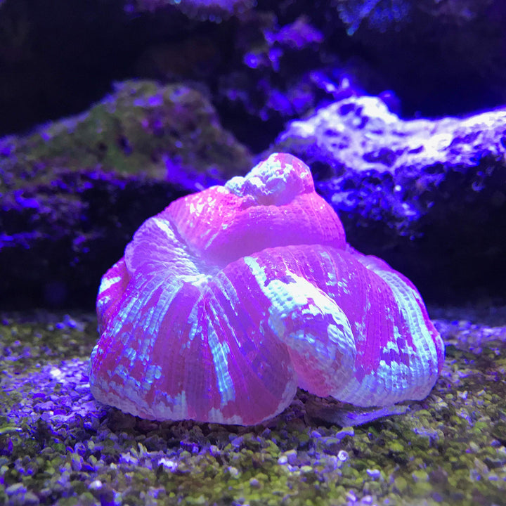 Reef Plus 250ml
