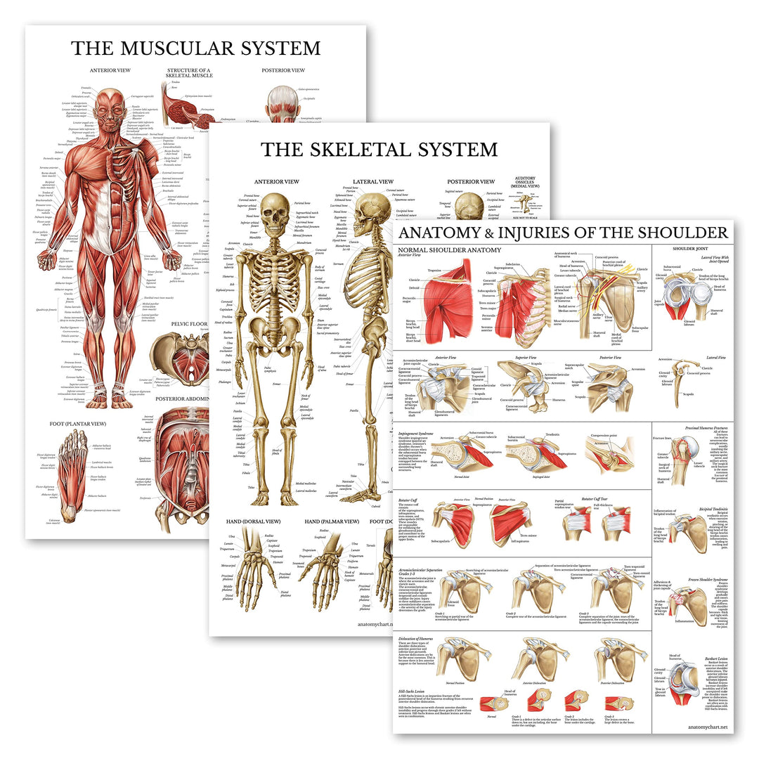 3 Pack - Muscle + Skeleton + Anatomy & Injuries of the Shoulder Poster Set - Muscular and Skeletal System Anatomical Charts - Laminated - 18 x 24