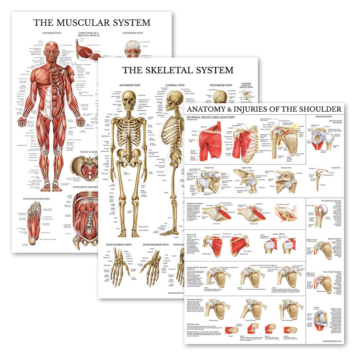 3 Pack - Muscle + Skeleton + Anatomy & Injuries of the Shoulder Poster Set - Muscular and Skeletal System Anatomical Charts - Laminated - 18 x 24