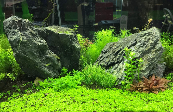 Flourish Excel Bioavailable Carbon - Organic Carbon Source for Aquatic Plants 2L