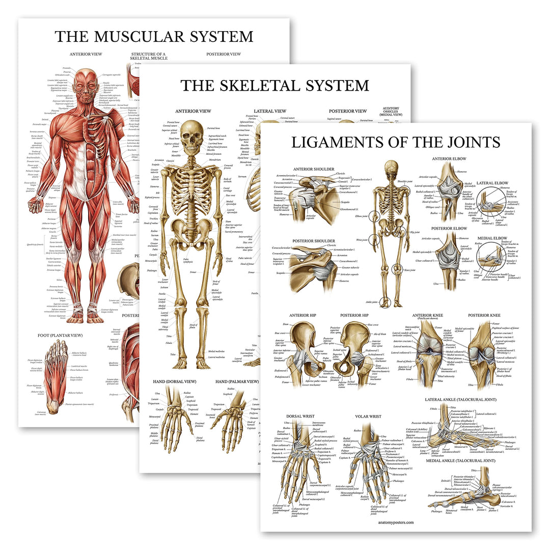 3 Pack - Muscle + Skeleton + Ligaments of the Joints Anatomy Poster Set - Muscular and Skeletal System Anatomical Charts - Laminated 18 x 24