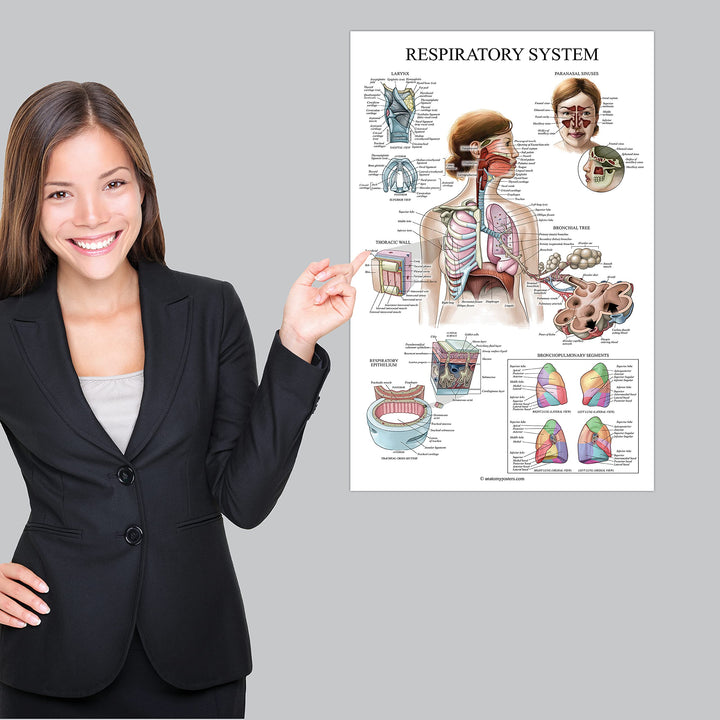 Laminated Respiratory System Anatomical Chart - Lung Anatomy Poster - 18 x 24