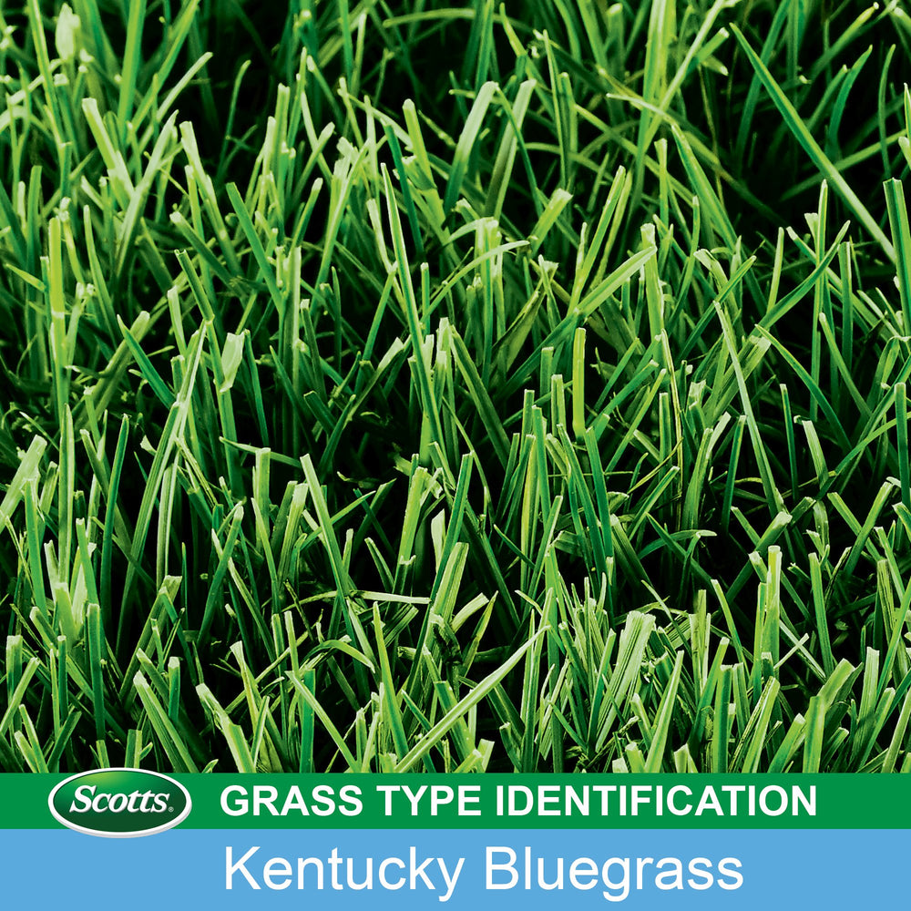 Turf Builder Grass Seed Kentucky Bluegrass Mix, Continuously Self-Repairs to Withstand Wear and Tear, 3 lbs.