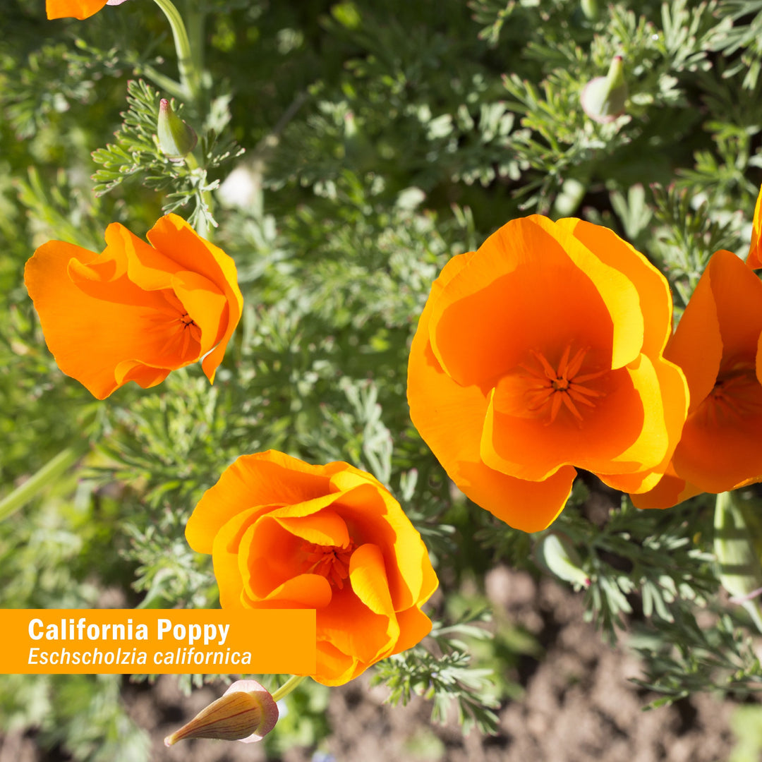 Certified Organic California Poppy Liquid Extract for Calming Nervous System Support - 4 Ounce