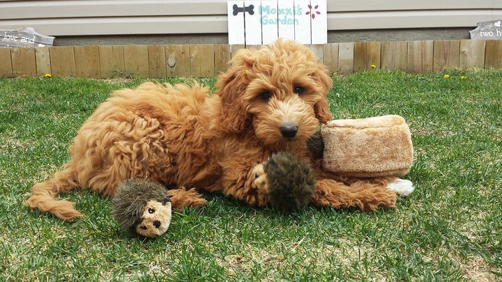 Burrow - Interactive Dog Toys for Boredom - Hide and Seek Dog Toys, Colorful Squeaky Dog Toys for Small & Medium Dogs, Plush Dog Puzzles - Hedgehog Den