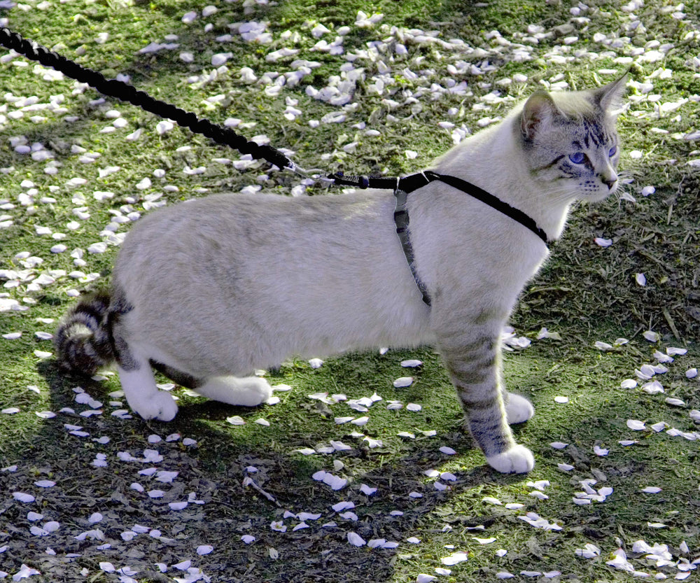 Come with Me Kitty Harness and Bungee Leash, Medium, Black