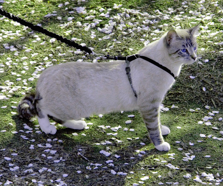 Come with Me Kitty Harness and Bungee Leash, Medium, Black