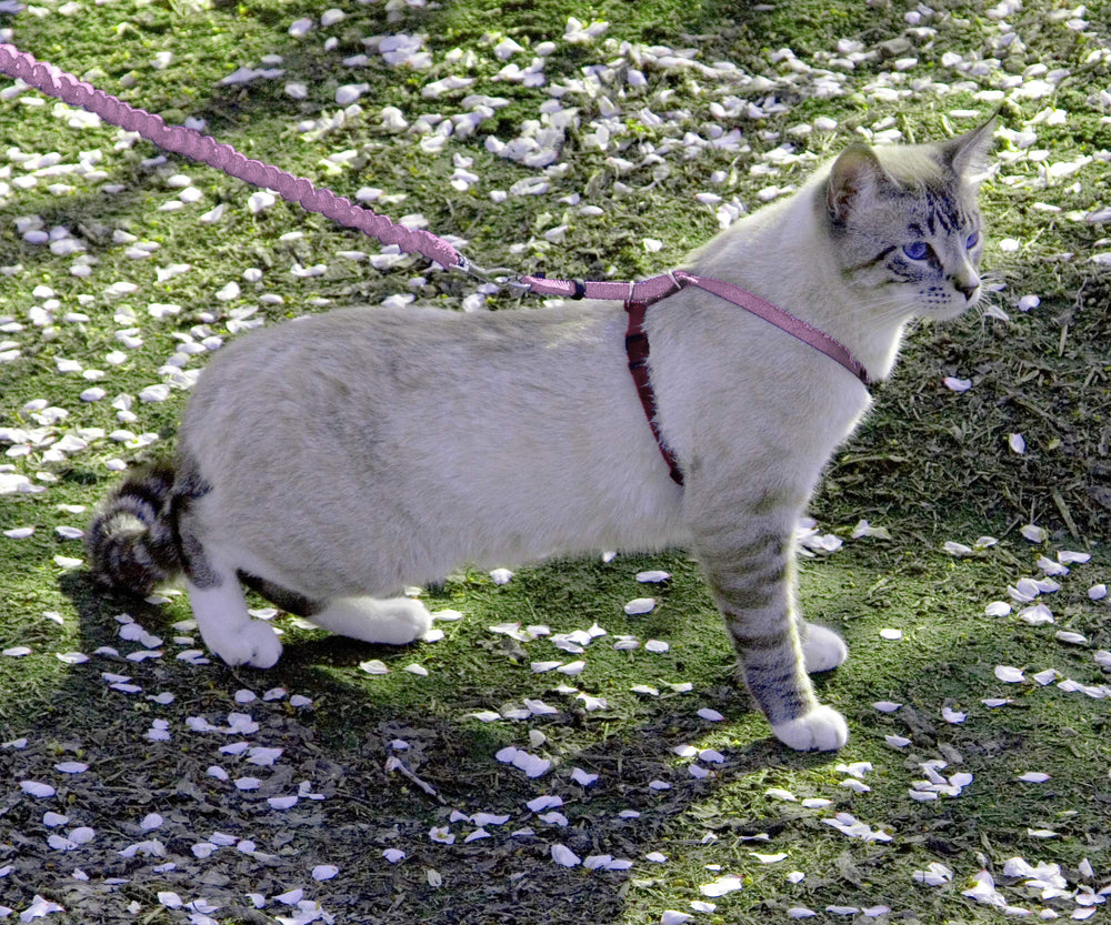 Come with Me Kitty Harness and Bungee Leash, Medium, Dusty Rose