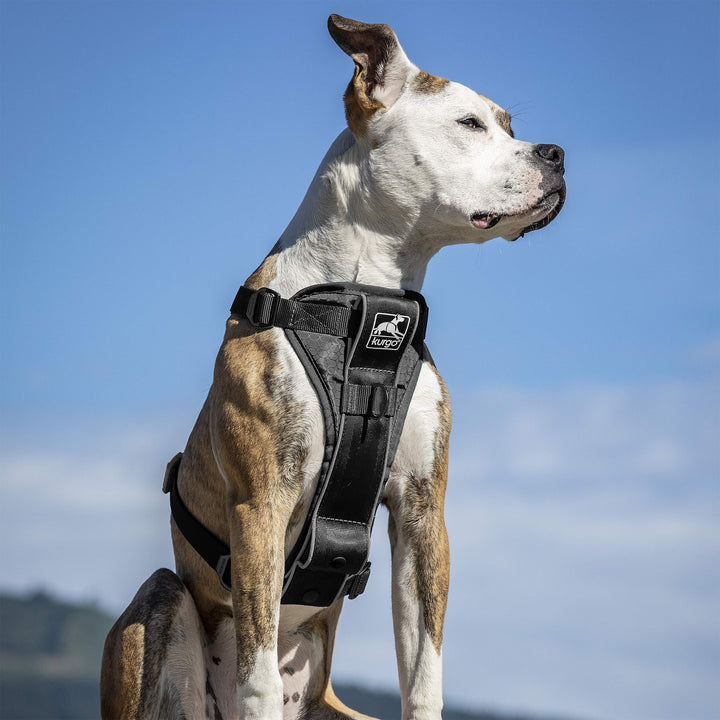Tru-Fit Smart Harness, Dog Harness, Pet Walking Harness, Quick Release Buckles, Front D-Ring for No Pull Training, Includes Dog Seat Belt Tether (Black, Medium)