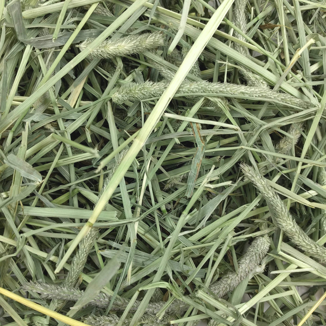 Animal Health Western Timothy Hay, Guinea Pig Hay, Small Pet Bunny Supplies, All Natural Grass for Guinea Pig, Bunny, Chinchilla & Hamster, Rabbit Supplies for Bunnies, 25 lb box