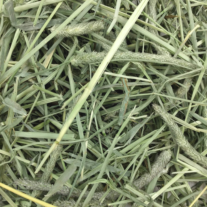 Animal Health Western Timothy Hay, Guinea Pig Hay, Small Pet Bunny Supplies, All Natural Grass for Guinea Pig, Bunny, Chinchilla & Hamster, Rabbit Supplies for Bunnies, 25 lb box