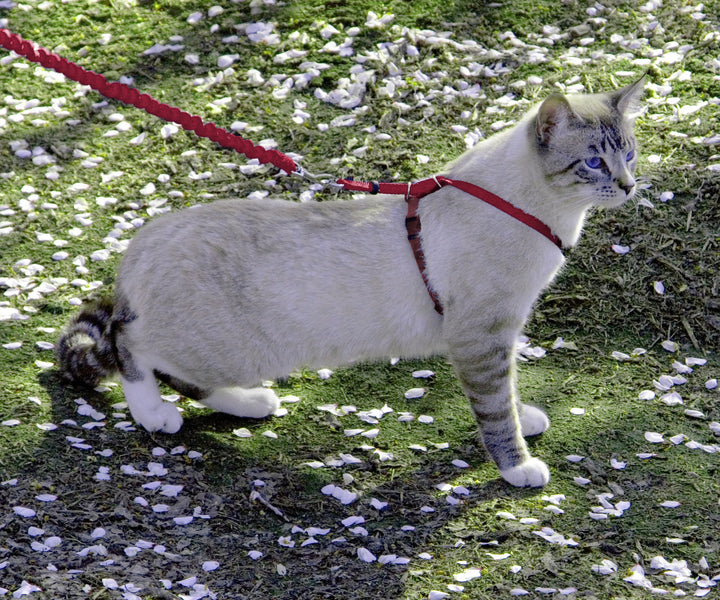 Come with Me Kitty Harness and Bungee Leash, Large, Red