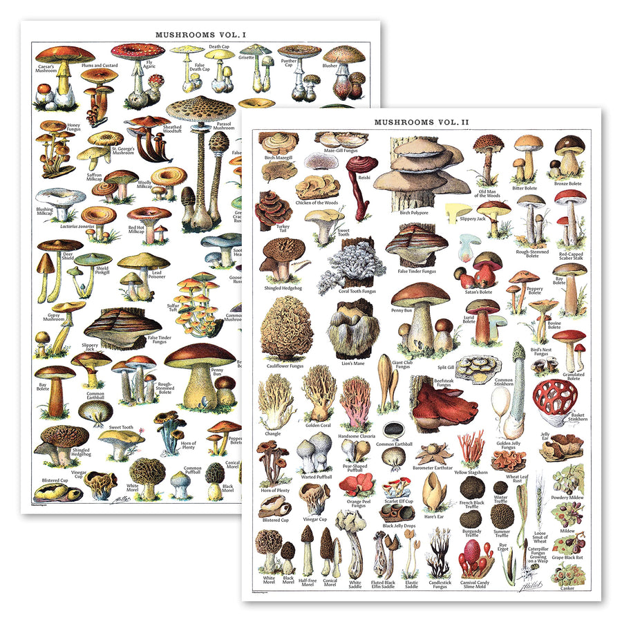 Vintage Mushroom Poster Prints - Mycology & Fungi Botanical Identification Reference Chart Volume 1 & 2 (LAMINATED, 18 x 24)