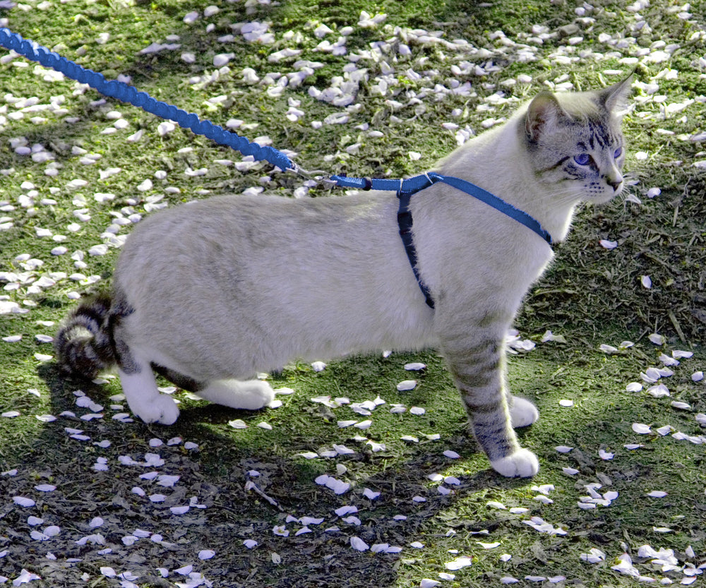 Come with Me Kitty Harness and Bungee Leash, Medium, Royal Blue