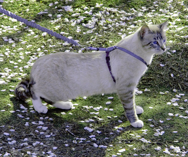 Come with Me Kitty Harness and Bungee Leash, Medium, Lilac