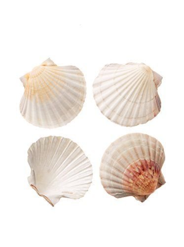 Natural Baking Shells, 4-Inches, Set of 4