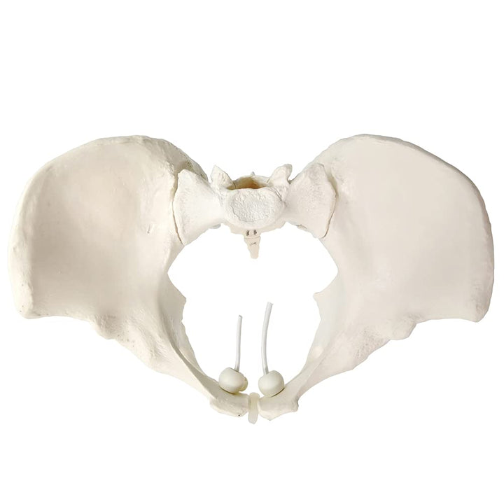 Evotech Flexible Female Pelvis Model On Elastic, Life Size Female Pelvic Skeleton Model W/Bungee, Anatomy Medical Model for Science Education, Midwife in Obstetrics, Gynecology &amp; Patent Communication
