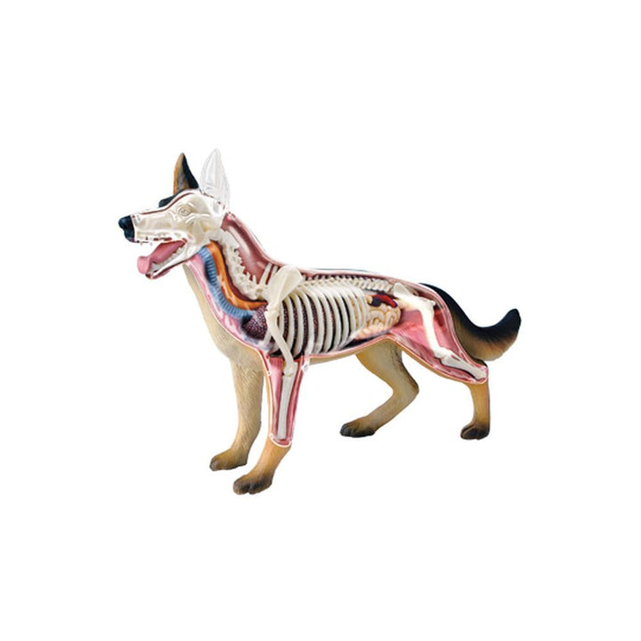 Tedco 4D Vision Dog Anatomy Model