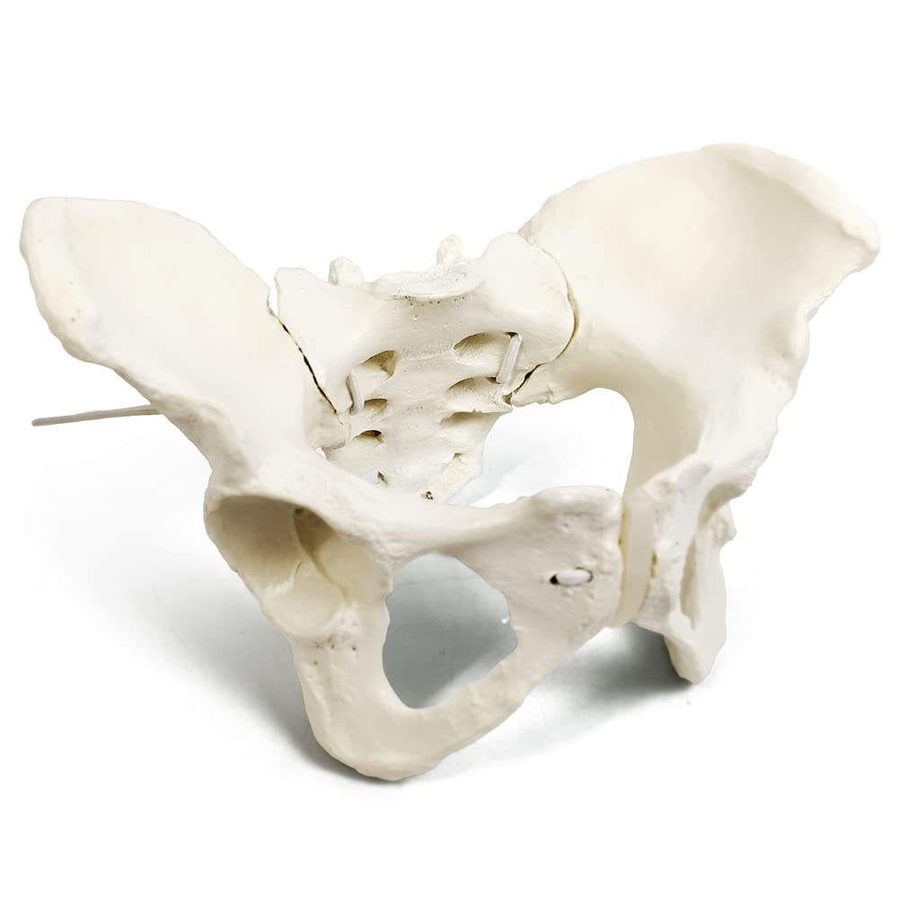 Evotech Flexible Female Pelvis Model On Elastic, Life Size Female Pelvic Skeleton Model W/Bungee, Anatomy Medical Model for Science Education, Midwife in Obstetrics, Gynecology &amp; Patent Communication