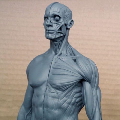 US STOCK New Human Anatomical Anatomy Skull Head Body Model Muscle Bone (30cm) Height by Oubo