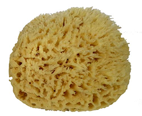 Natural Sea Wool Sponge 6-7 Natural Renewable Resource