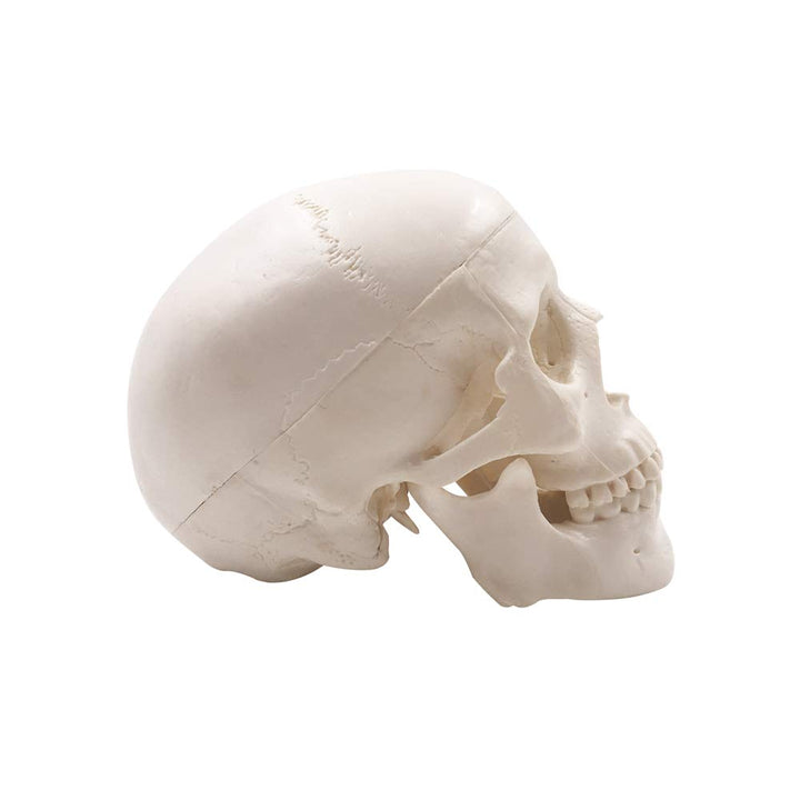 Mini Skull Model - Small Size Human Medical Anatomical Adult Head Bone for Education