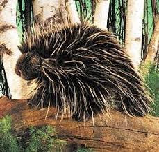 Porcupine Hand Puppet