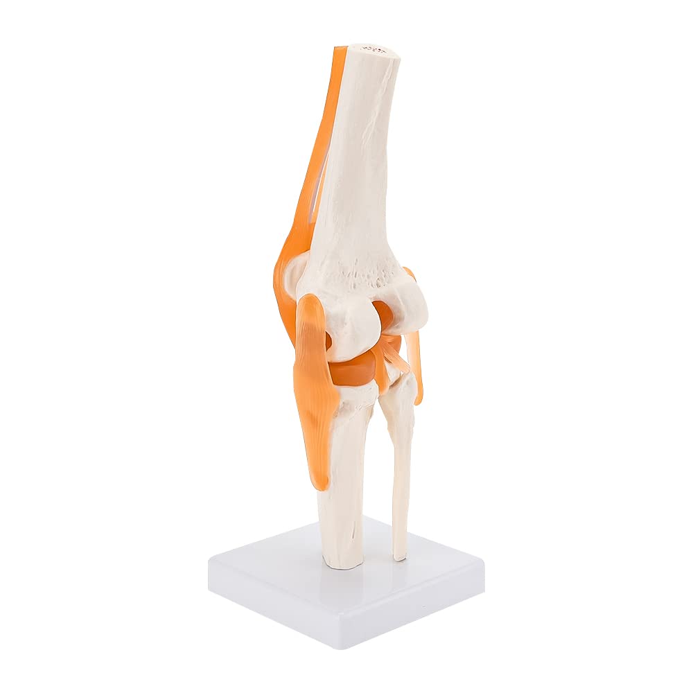 Anatomical Medical Knee Joint Model with Ligaments, Joint Simulation Model, Human 1:1 Life Size, Skeleton Bendable Show Movement, for Scientific Studies