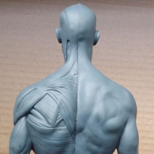 US STOCK New Human Anatomical Anatomy Skull Head Body Model Muscle Bone (30cm) Height by Oubo