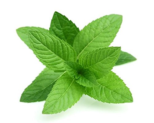 Kolbadent Herbal Toothpaste for bad breath and healthy 