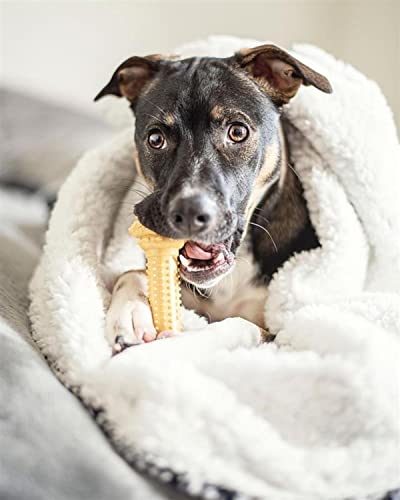 Barbell Bone Power Chew Toy for Dogs, Dog Toys for Aggressive Chewers, Peanut Butter Flavor, Large - Up to 50 lbs, 1 Count