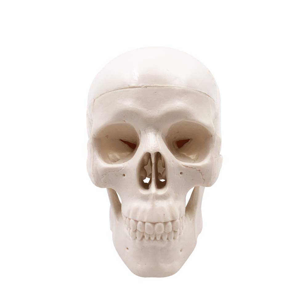 Mini Skull Model - Small Size Human Medical Anatomical Adult Head Bone for Education