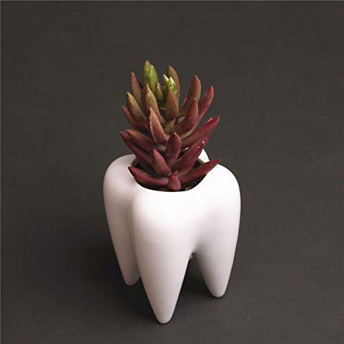 Succulent Pots,Cute Animal Shaped Cartoon Ceramic Succulent Cactus Flower Pot,Pencil Holders,Desk Accessories, Makeup Brush Storage Stand-Plant Not Included (Tooth)