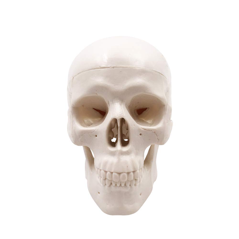 Mini Skull Model,Human Medical Anatomical Head Bone,Small Size Adult Head Bone for Education