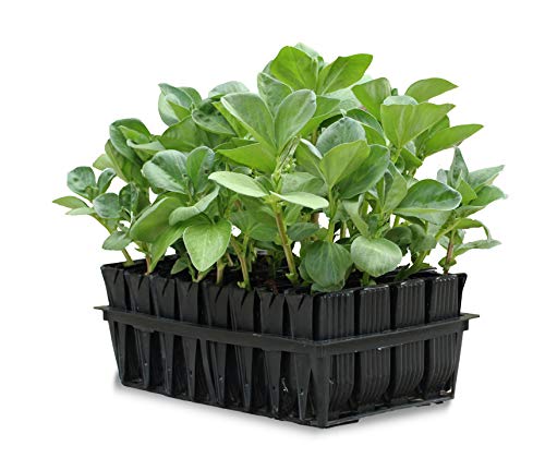 50-9000 Haxnicks Rootrainers Seed and Cutting Propagation Kit - Deep