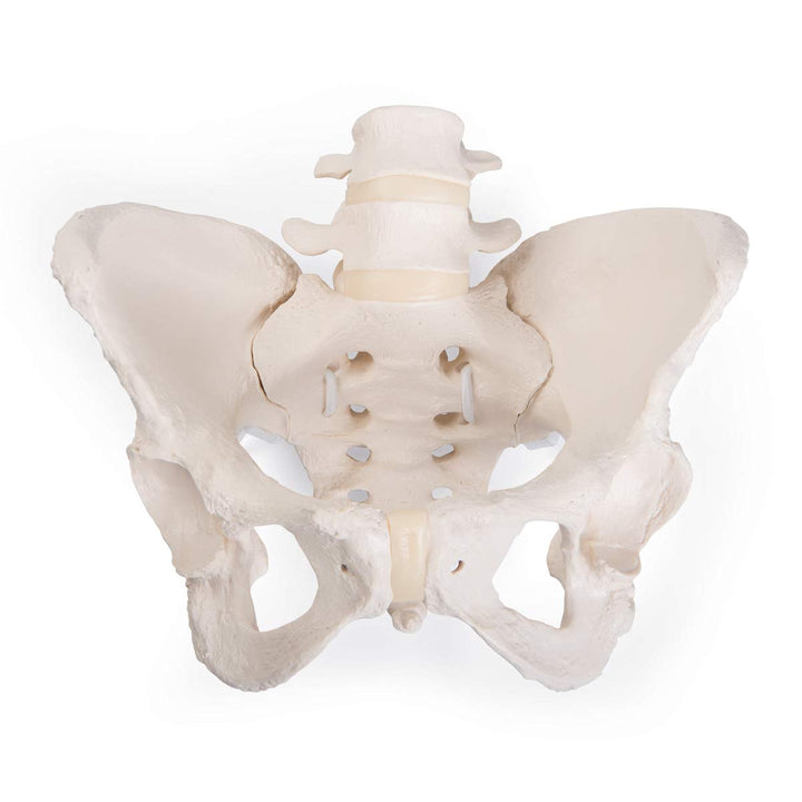 GmbH 1019864 Flexible Female Pelvis Model, Life Size, Bone