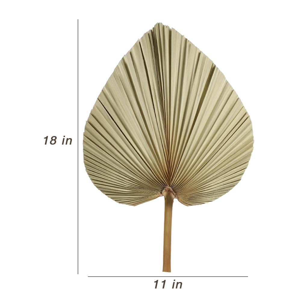 5 Pieces Dried Palm Leaves Natural Dried Palm Fans, 18 Inch Large Boho Dry Leaves Decor for Home Kitchen Wedding