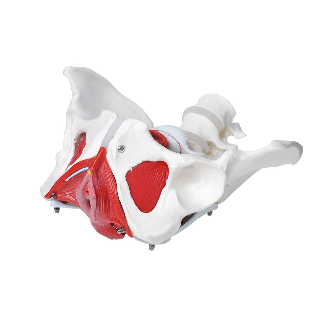 Pelvic Floor Model, Female Pelvis Model, Pelvic Floor Muscle Anatomical Model with Removable Organs for Medical Teaching Students Study Science Education