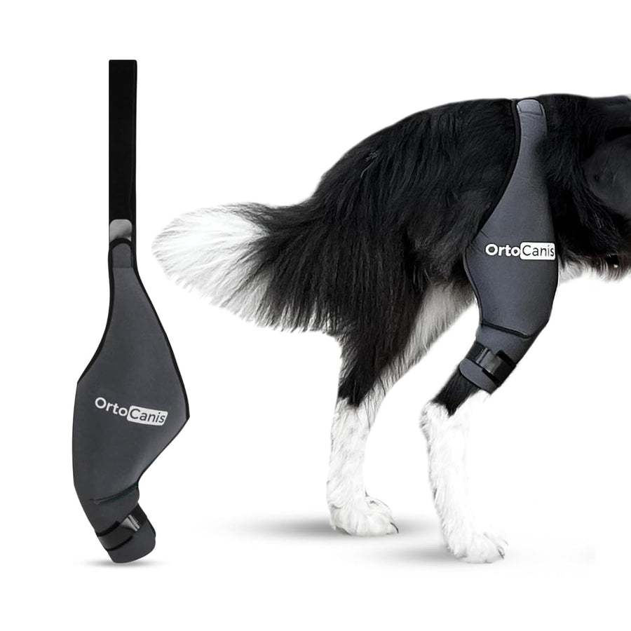 - Knee Brace for Dogs with Cruciate Ligament Injuries, Patella Dislocation or Osteoarthritis, L, Right Leg