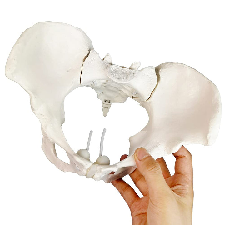 Evotech Flexible Female Pelvis Model On Elastic, Life Size Female Pelvic Skeleton Model W/Bungee, Anatomy Medical Model for Science Education, Midwife in Obstetrics, Gynecology &amp; Patent Communication