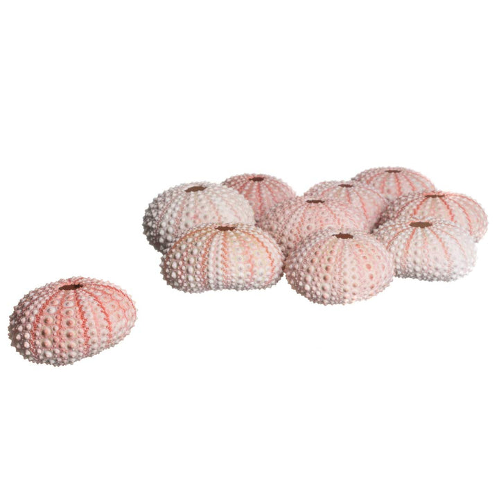 Sea Urchins Shells for Air Plants - 10 Pink (1-2) Sea Urchin Shells - Hanging Air Plant Holder - Air Plants Live Holders - No Plants Included