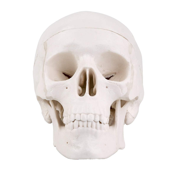 Mini Skull Model - 3 Parts Small Size Human Anatomical Anatomy Medical Teaching Skeleton Head Studying