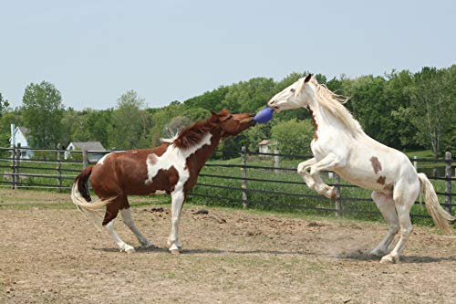 Horsemen's Pride 10 Jolly Ball Horse Toy, Blue, XLARGE, All Breed Sizes