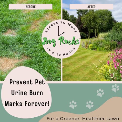 Dog Pee Grass Neutralizer for Green Grass in 3-5 Weeks | Dog Grass Saver Rock | 100% Natural Urine Neutralizer for Lawn, Grass and Hedges | 600 grams